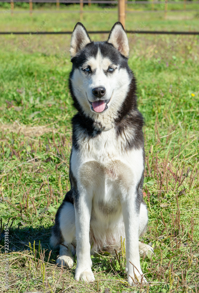 Siberian husky dog with blue eyes sitting in the grass