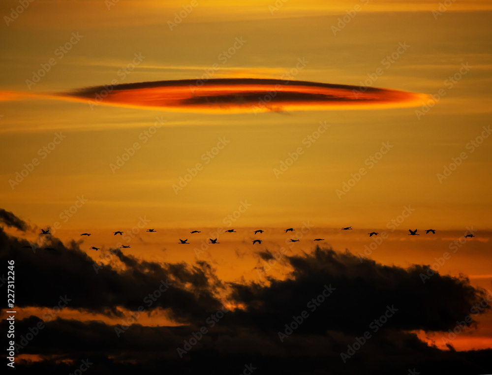 crane migration at sunset - back lighted shot - Nationalpark Neusiedler Lake Seewinkel Burgenland Austria