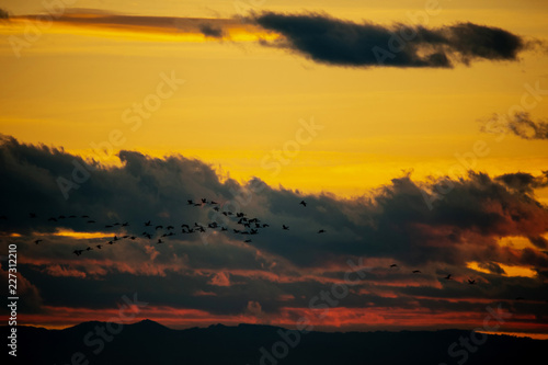 crane migration at sunset - back lighted shot - Burgenland Austria