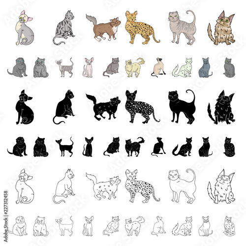 Breeds of cats cartoon icons in set collection for design. Pet cat vector symbol stock web illustration.