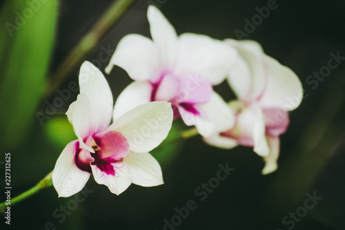 Orchid