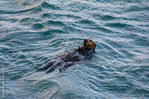 Photography Sea Otter - Santa Cruz, california