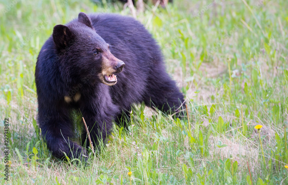 Black bear in the wild Black bear in the wild