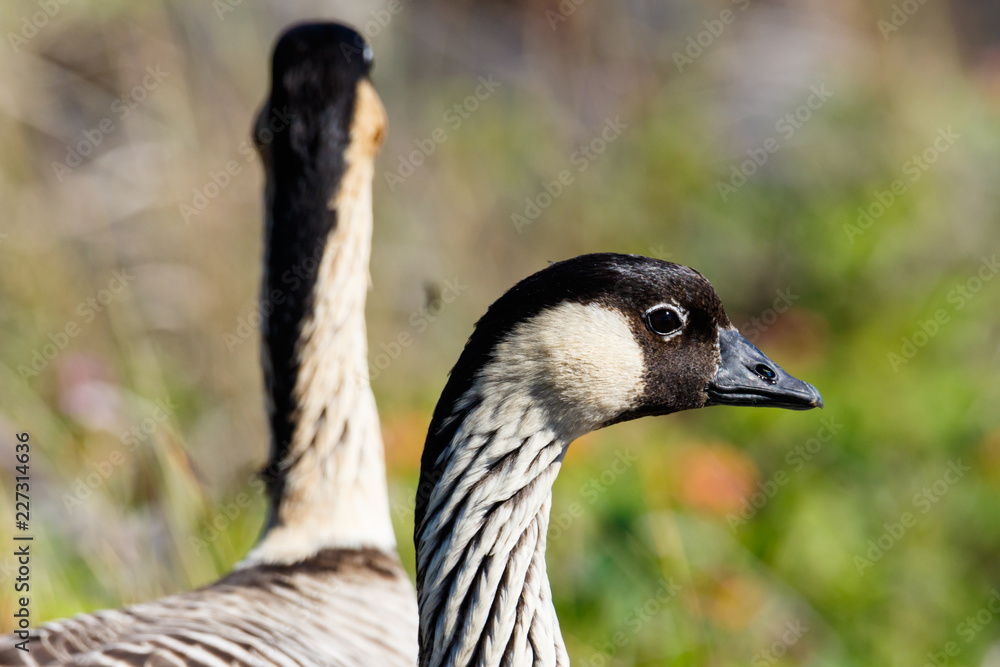 Nene, also called Hawaiian goose (Branta sandvicensis), on the Big Island of Hawaii; closeup of head; second bird is in the background. Nene, also called Hawaiian goose (Branta sandvicensis), on the Big Island of Hawaii; closeup of head; second bird is in the background.