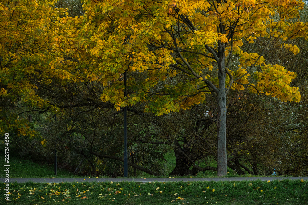 Naklejka premium Jesienny klon żółto-czerwony na tle zielonej wierzby.