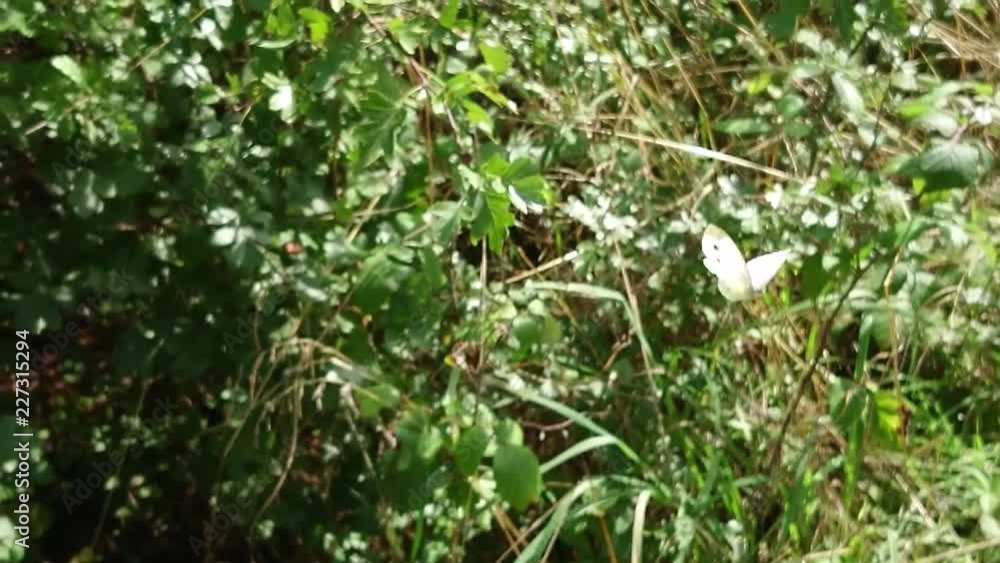 slow motion white butterfly flying in woods at 960fps slow motion white butterfly flying in woods at 960fps