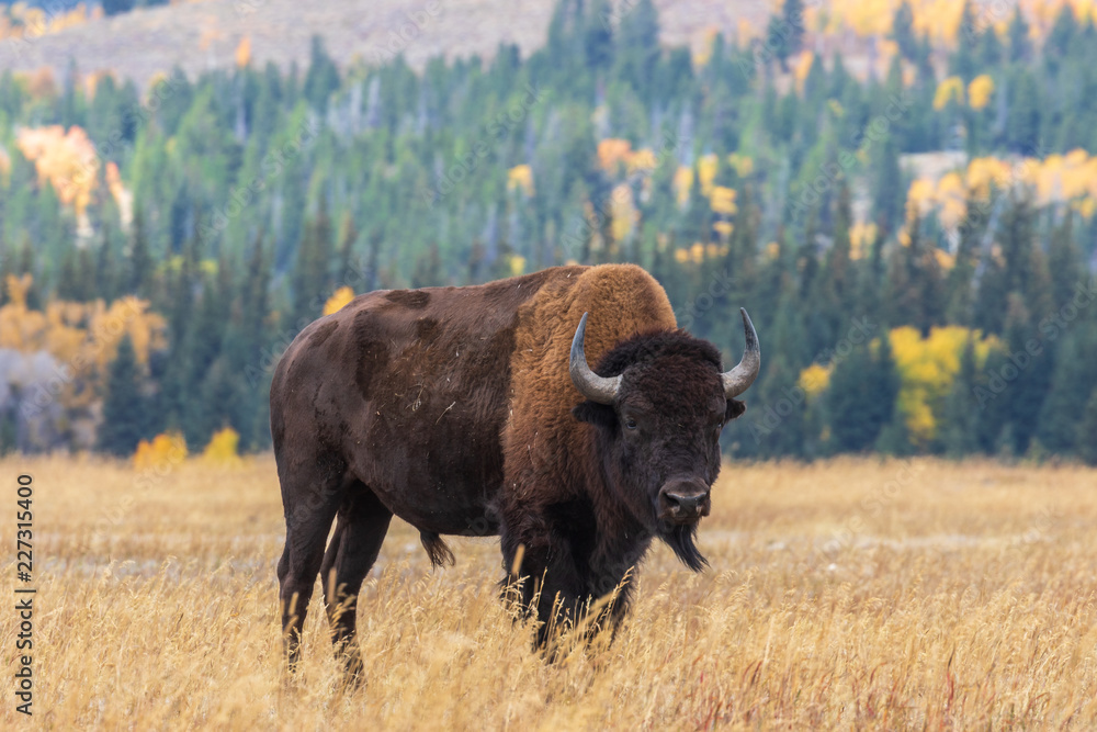 American Bison bull in Autumn