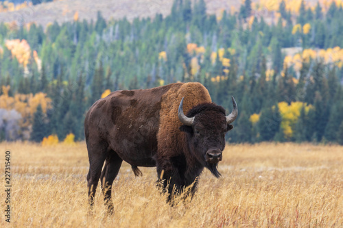 American Bison bull in Autumn © natureguy