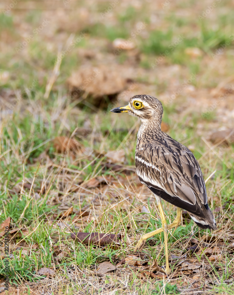 A eurasian stone curlew resting inside pench tiger reserve A eurasian stone curlew resting inside pench tiger reserve