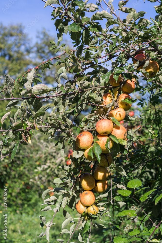 Apples on tree Apples on tree