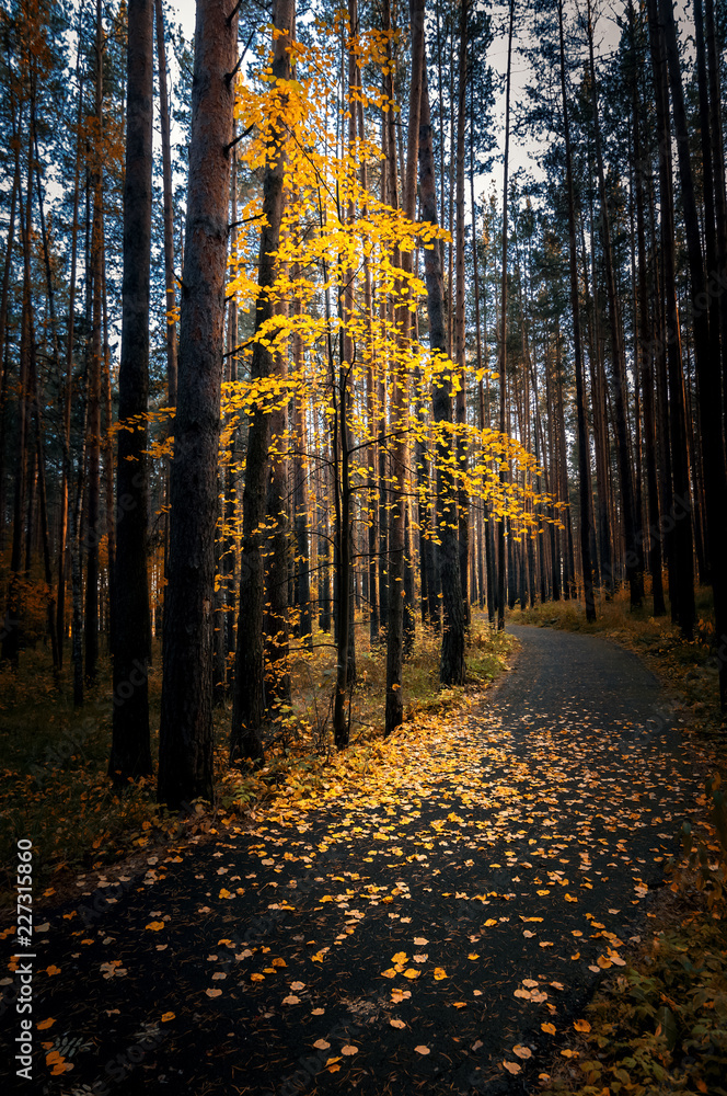Fototapeta premium осень в тенистом лесу с дорогой, Россия, Урал