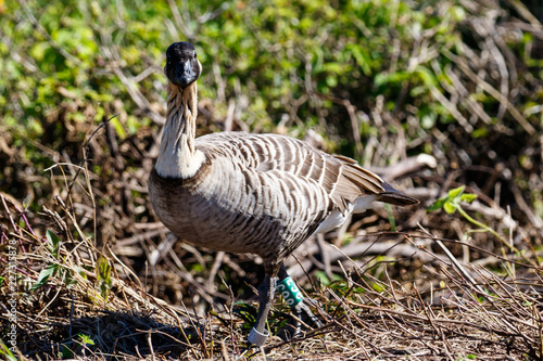 Nene, also called Hawaiian goose (Branta sandvicensis), on the Big Island of Hawai; standing with green plants in the background. 