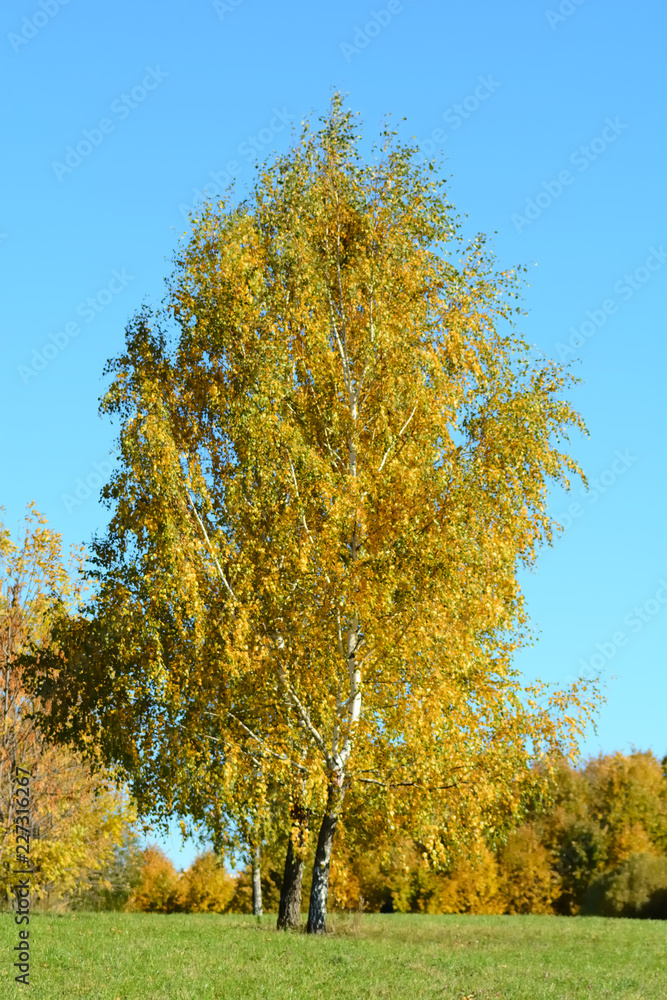 Fototapeta premium yellow tree in autumn