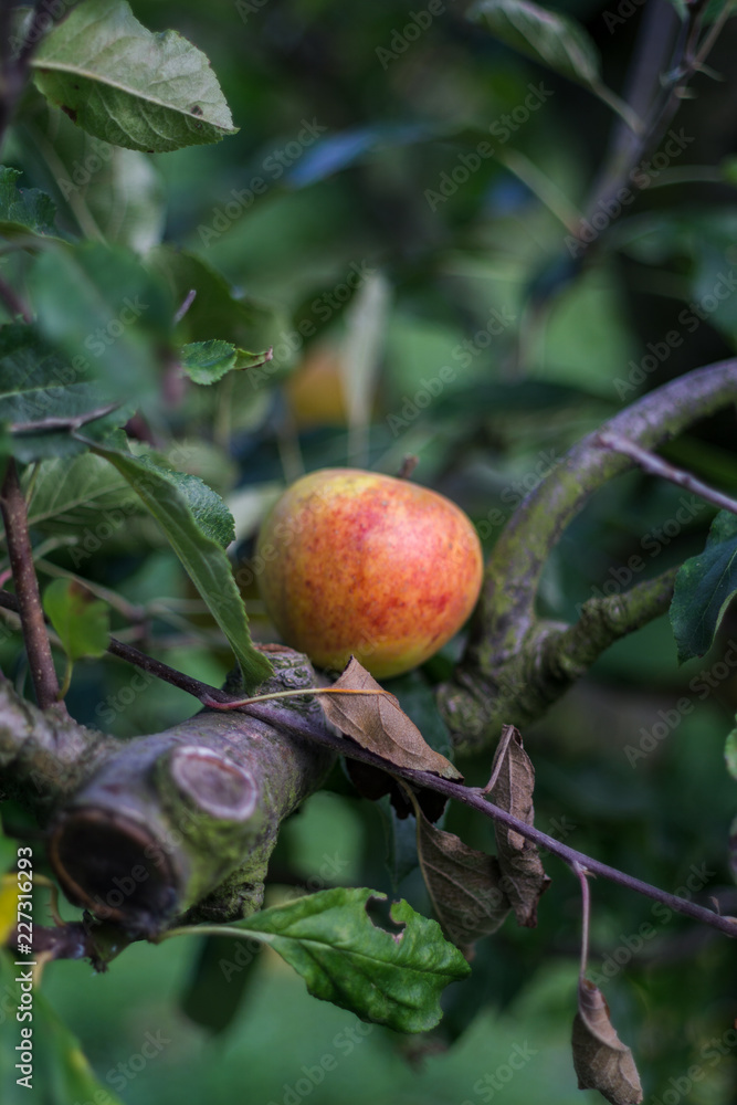 apples on branch apples on branch