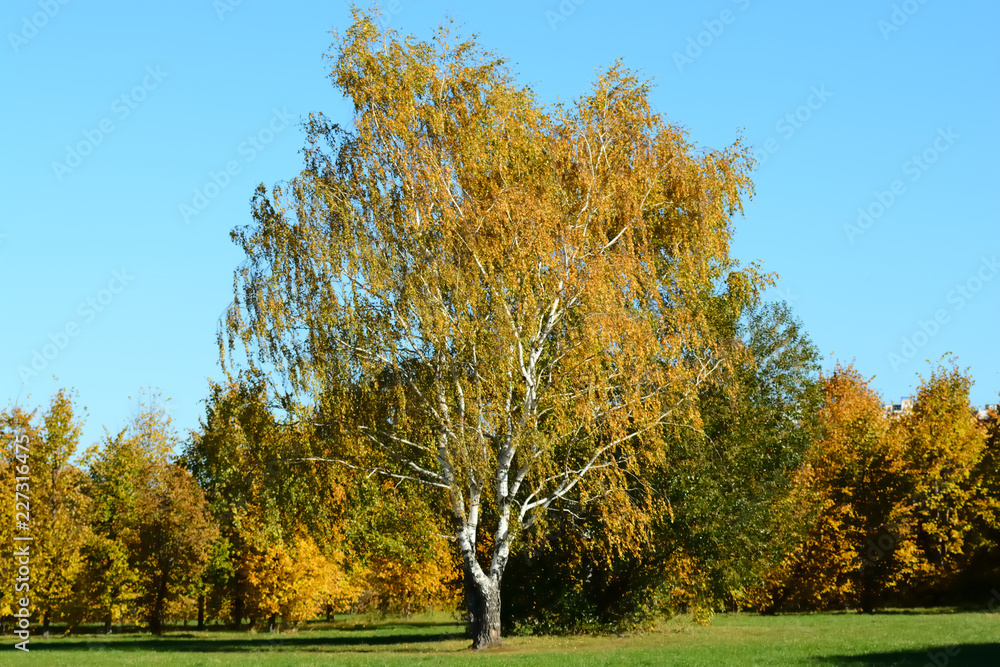Fototapeta premium tree in autumn