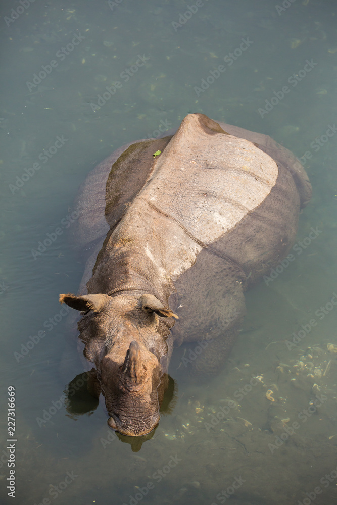 Fototapeta premium Dziki nosorożec kąpie się w rzece w Parku Narodowym Jaldapara, stan Assam, północno-wschodnie Indie