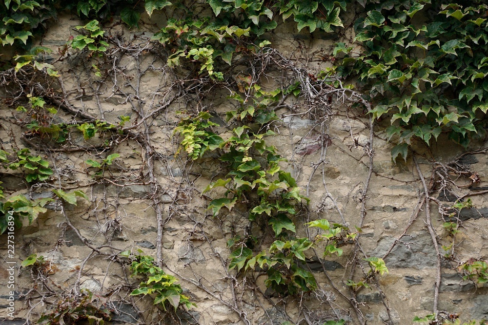 English ivy (Hedera helix) vines growing on a weathered stone wall.