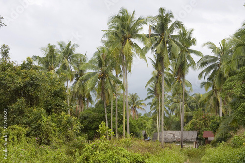 Local village homes in the tropical palm forest, Malaysia.
