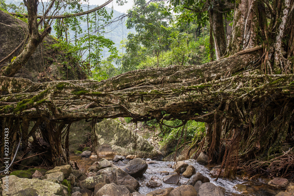 Living roots bridge near Nongriat village, Cherrapunjee, Meghalaya, India. This bridge is formed by training tree roots over years to knit together.