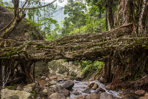 Living roots bridge near Nongriat village  Cherrapunjee  Meghalaya  India. This bridge is formed by training tree roots over years to knit together.