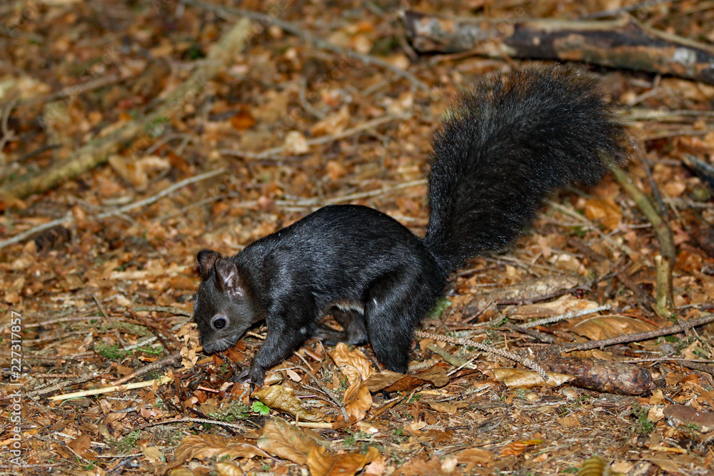 Eichhörnchen Eichhörnchen