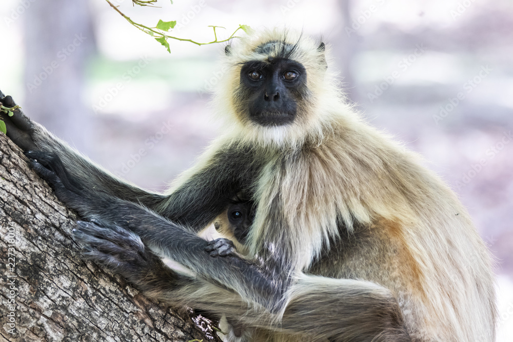 A mother langur monkey sitting on a branch inside Pench national park