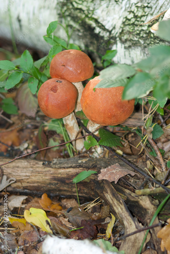 beautiful forest mushrooms from under Kiev beautiful forest mushrooms from under Kiev