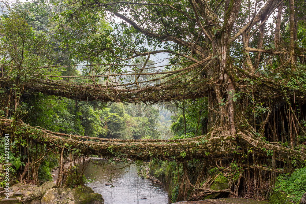 Famous Double Decker living roots bridge near Nongriat village,  Cherrapunjee, Meghalaya, India. This bridge is formed by training tree  roots over years to knit together. Stock Photo | Adobe Stock