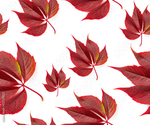 autumn pattern of red leaves of wild grapes