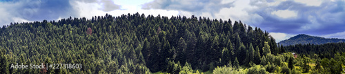 spruce forest landscape