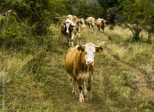 Wallpaper Mural caws in the field Torontodigital.ca