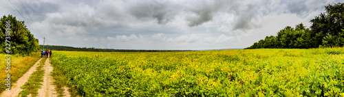 field of soy © Petro Teslenko