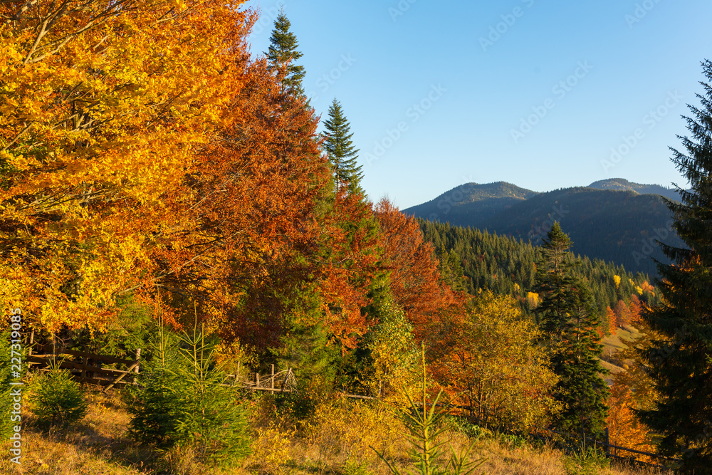 Beautiful autumn landscape with colorful trees in Carpathian mountains, Ukraine. Red, yellow and green fall leaves