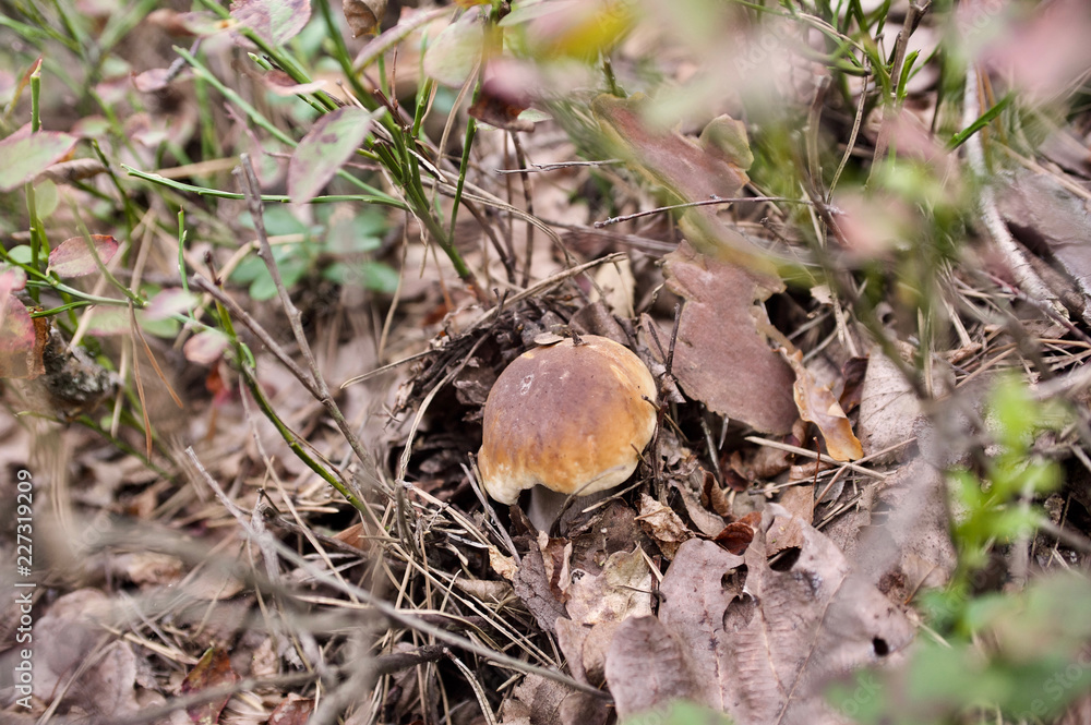 beautiful forest mushrooms from under Kiev beautiful forest mushrooms from under Kiev