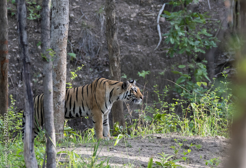 A tigress approaching the waterhole inside Pench tiger reserve