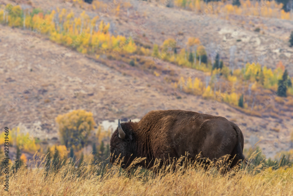 American Bison bull in Autumn American Bison bull in Autumn