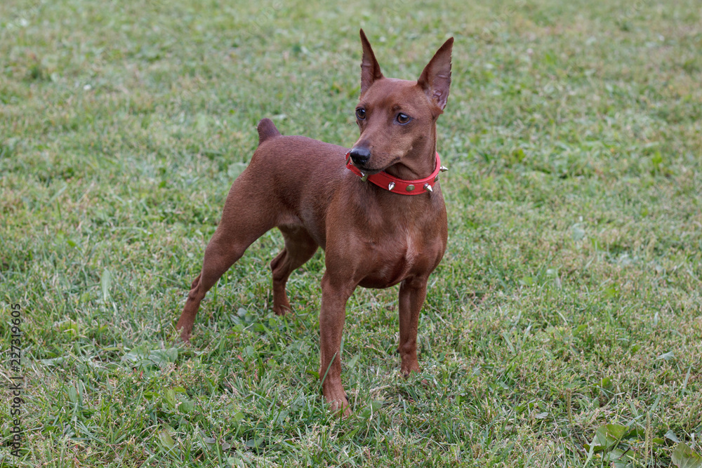 Cute red puppy of miniature pinscher is standing on a green meadow.
