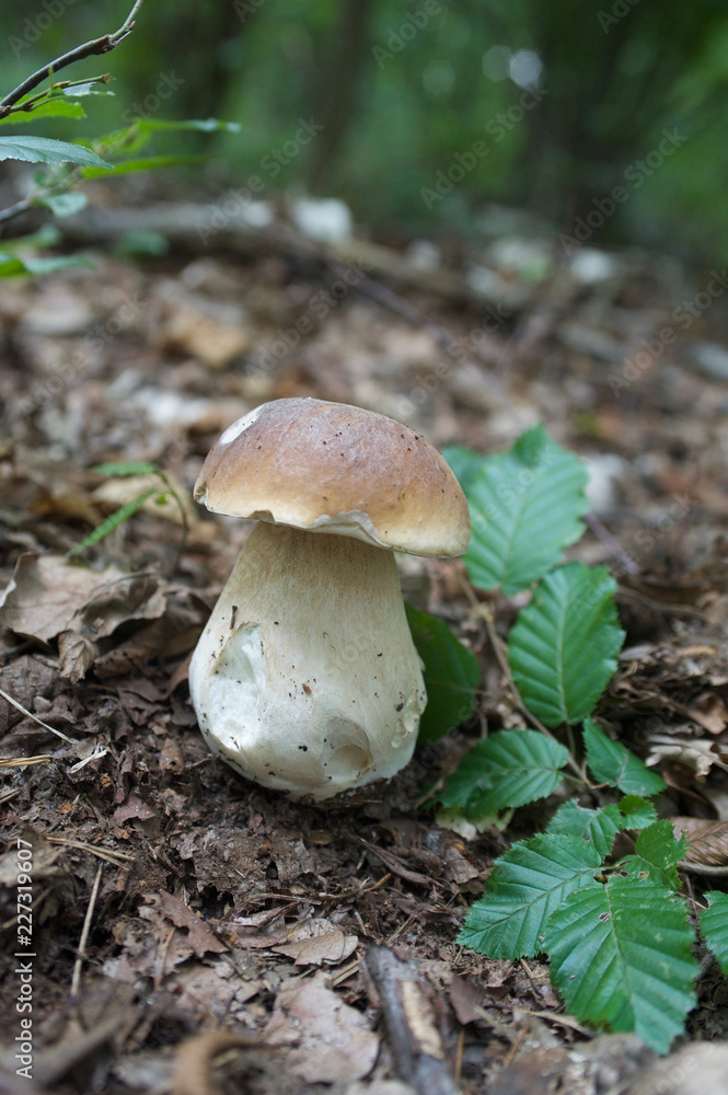 beautiful forest mushrooms from under Kiev beautiful forest mushrooms from under Kiev