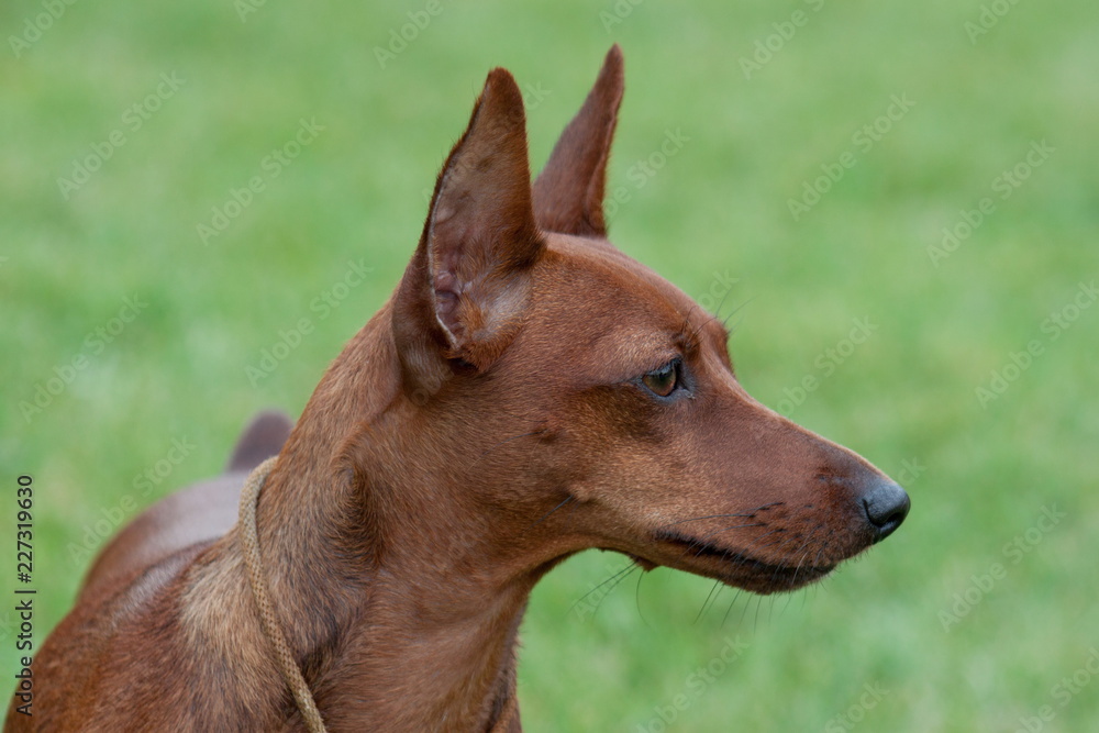 Cute red puppy of miniature pinscher close up. Cute red puppy of miniature pinscher close up.