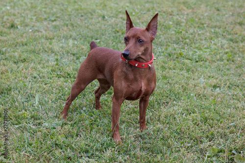 Cute red puppy of miniature pinscher is standing on a green meadow.