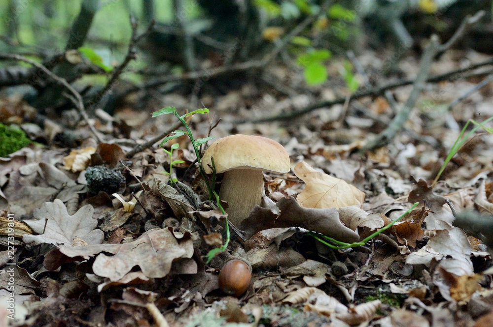 beautiful forest mushrooms from under Kiev beautiful forest mushrooms from under Kiev