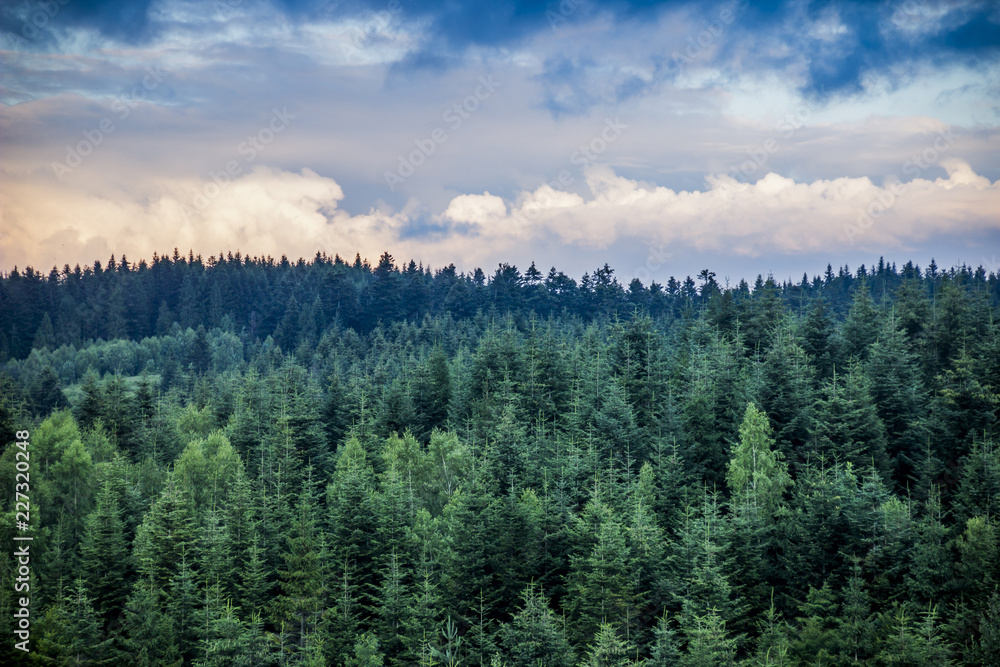 spruce forest landscape