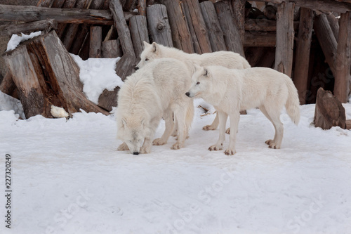 Three wild alaskan tundra wolves are playing on white snow. Canis lupus arctos. Polar wolf or white wolf.