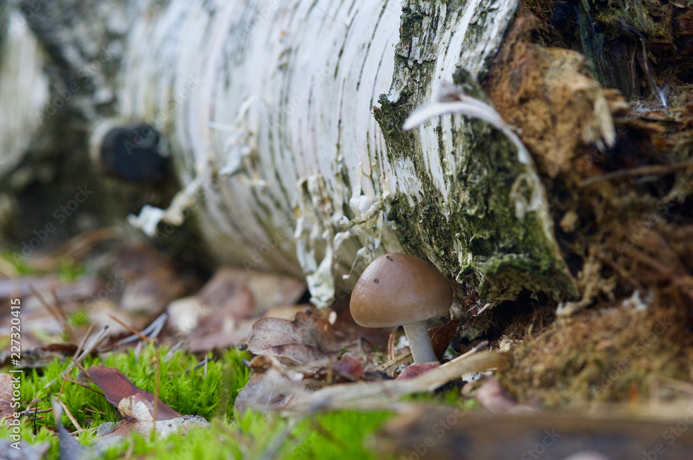 beautiful forest mushrooms from under Kiev beautiful forest mushrooms from under Kiev