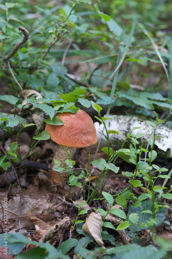 beautiful forest mushrooms from under Kiev beautiful forest mushrooms from under Kiev