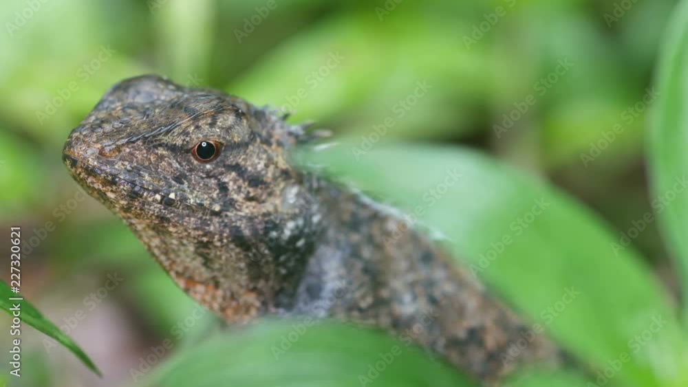 lizard is staying quietly behind the tree leaf lizard is staying quietly behind the tree leaf