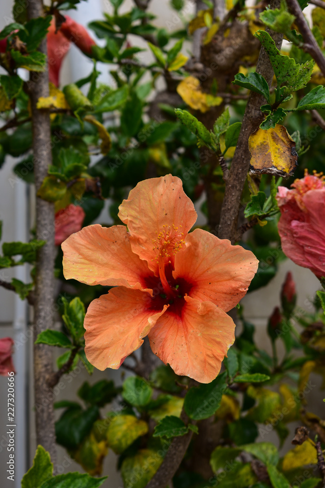 Orange flower