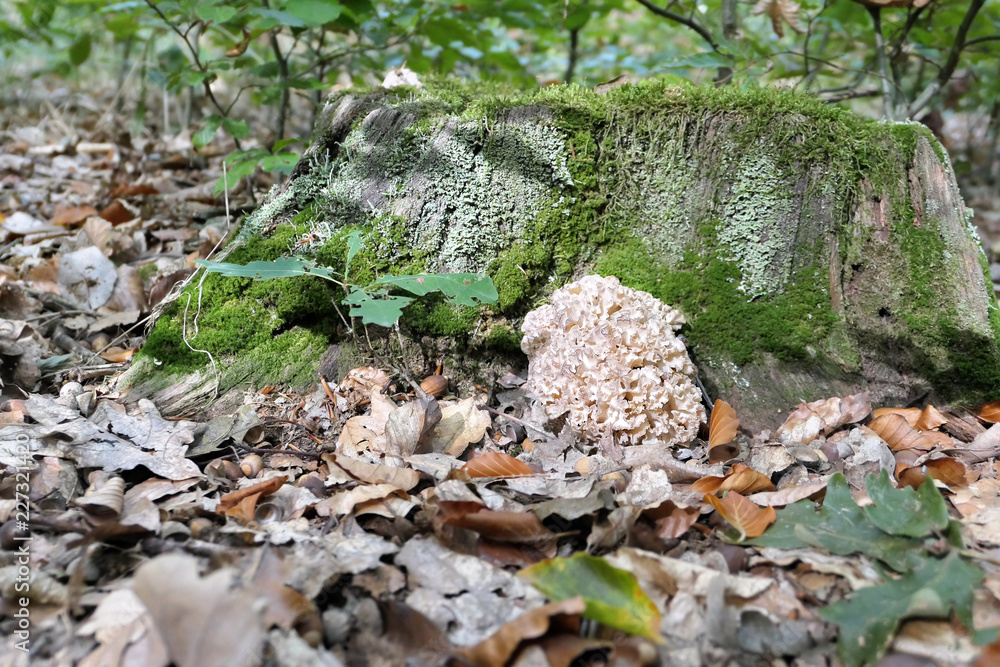 Obraz premium cauliflower fungus (Sparassis crispa) on a tree trunk of beech forest