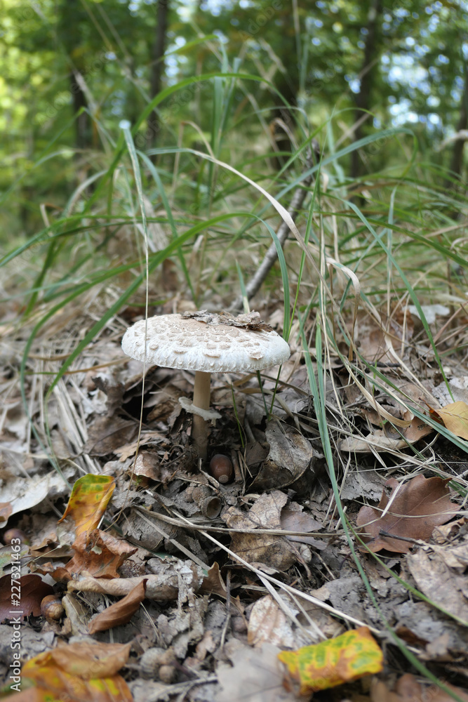 Fototapeta premium Parasol mushroom (Macrolepiota procera) growing in grass of a forest
