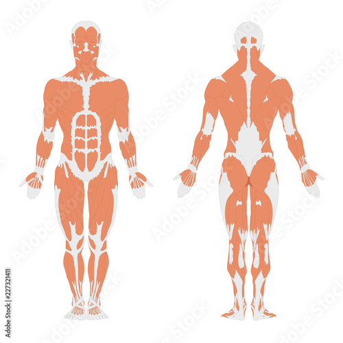 Human muscular system